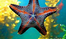 美丽的海星_350字