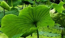 这一场六月的雨_900字