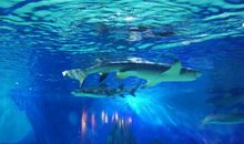 海洋公园之旅_550字