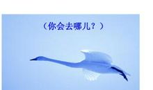 假如我有一只尼尔斯的鹅_750字