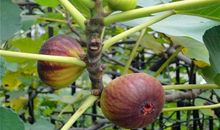 无花果的性格_400字