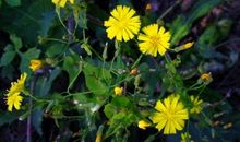 记忆中的花_650字