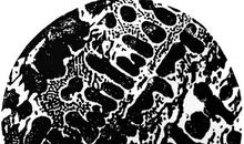 血荼——黑色樱花的荼毒（第贰章）_1200字