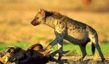 狼遭报应啦_650字