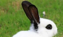 没有的本事的小兔子_450字