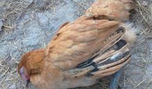 都是鸡瘟惹的祸_900字