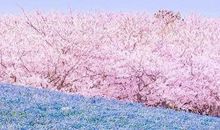 粉蓝的樱花（4）_1500字