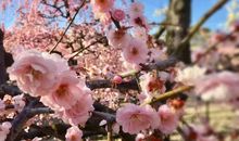 愉樱之梅_1200字