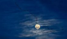 【中秋小记】 中国的根_650字