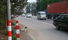 马路旁的守望_900字