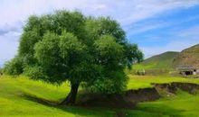 树和小男孩_800字