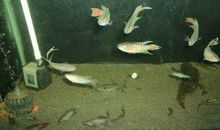 小鱼在哭泣_600字