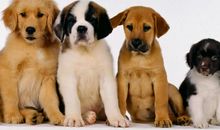 《铱锐寓言》第三章.善良的小狗_400字