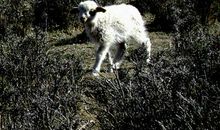 《铱锐寓言》第四章.爱分享的小羊(sheep)_550字