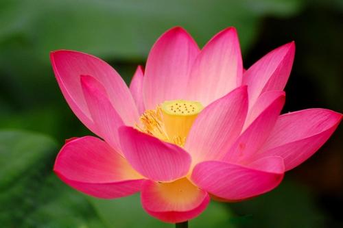 回顾鲜花 - 记忆美_300字