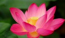 忆之花——记忆美_300字