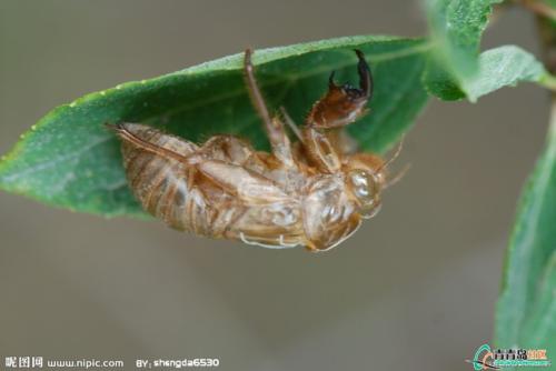 什么是“昆虫”_600字