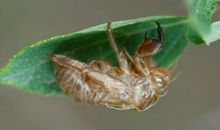 什么是“虫”_600字