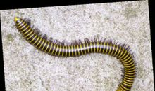 什么才是“虫”_600字