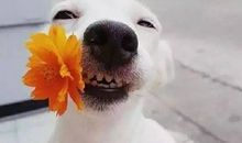 狗狗下蛋以后_800字