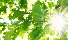 [暑假生活]岁月静好_150字