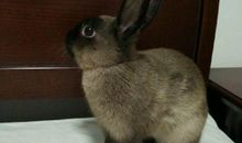 自作自受的兔庄公_450字