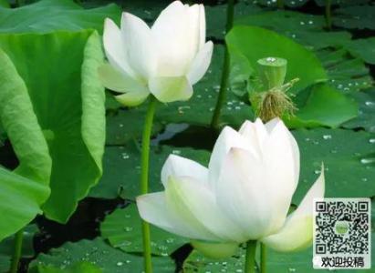 六年级写作组成：莲花_600字