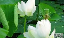 六年级写景作文：荷花_600字