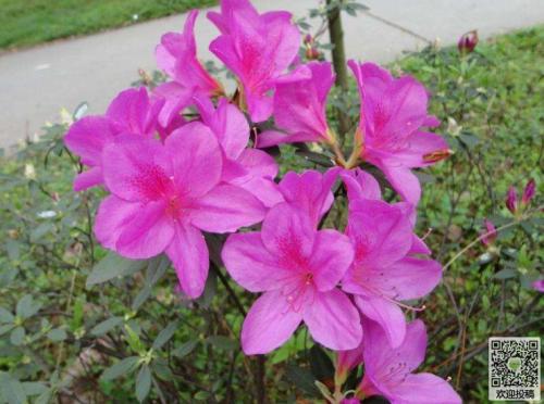六年级写作组成：Rhododendron _550字