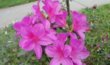 六年级写景作文：杜鹃花_550字