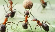 蚂蚁的一天_600字