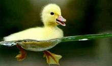 小鸭和小鸟_700字