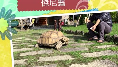 乌龟和蜗牛赛车_600字