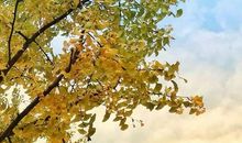 泪水舞秋忆[四]_1500字