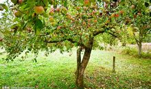 关于秋天的果园作文：秋天的果园_200字