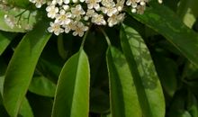 花·石楠 [4]雨中殇_1200字