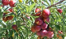 关于秋天的果园作文：秋天的果园_1200字