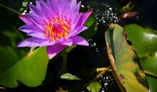 无法言语的温情_1000字