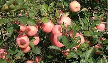 关于秋天的果园作文：秋天的果园_550字