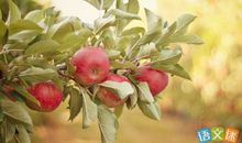 关于秋天的果园作文：秋天的果园_350字