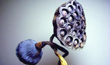 特别的莲蓬_1200字