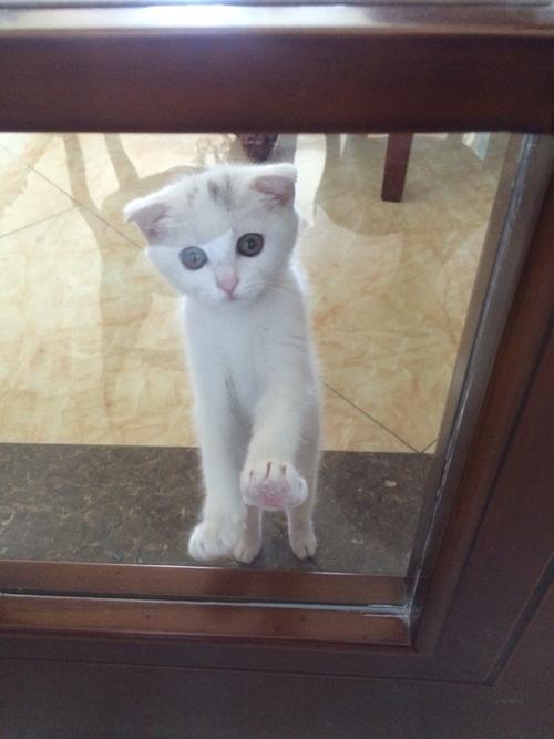 小猫波率_700字