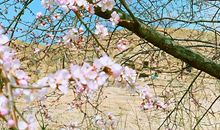 芬菲四月话春游_1000字