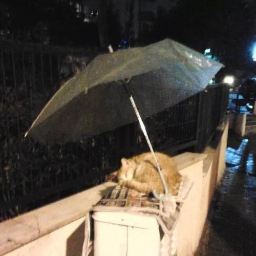 雨夜：触摸_450字