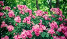 粉色蔷薇（一）第一个朋友_750字