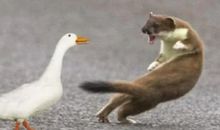 黄鼠狼的演讲_1000字