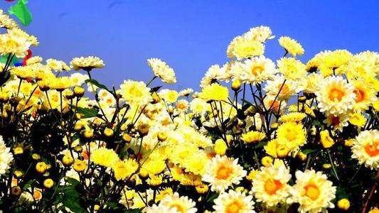 菊花蜻蜓双第九节_750字