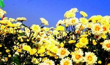 菊花飘香的重阳节_750字