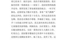 可怜的小兔_350字