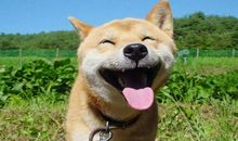 我的小狗（首作)_700字